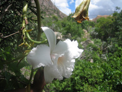 Vanilla Flower