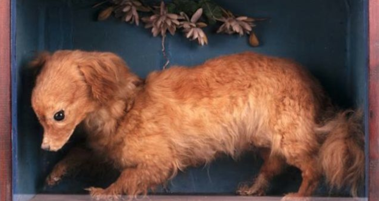 Whiskey the turnspit dog Whiskey the turnspit dog